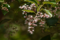 Lagerstroemia microcarpa